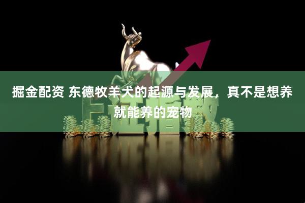 掘金配资 东德牧羊犬的起源与发展，真不是想养就能养的宠物